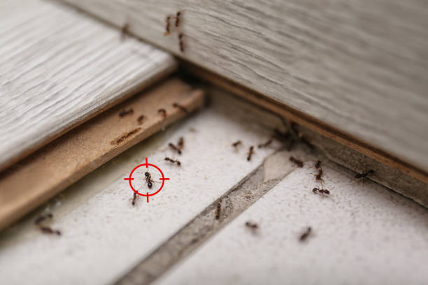 Best Pest Inspection Near Me  in North Ridgeville, OH